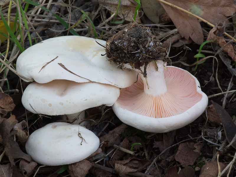 Leucopaxillus rhodoleucus